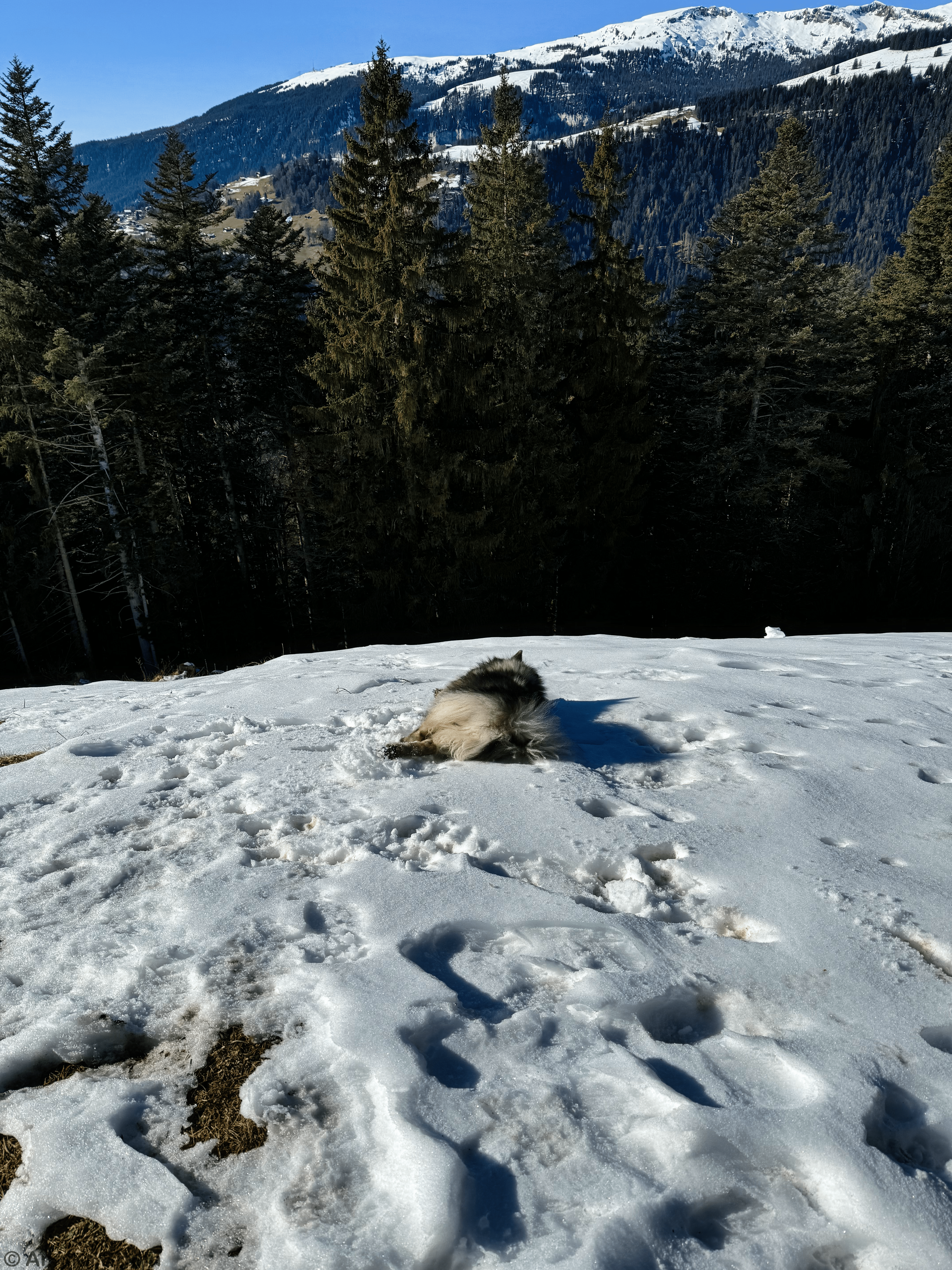 juhu Schnee